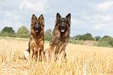 BERGER ALLEMAND 275